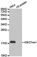 Western blot analysis of extracts of HeLa cell line and H3 protein expressed in E.coli., using H3K27me1antibody.Rabbit anti-Human HIST3H3 Polyclonal Antibody