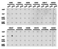 Dot-blot analysis of all sorts of methylation peptides  using H3K27me1 antibody.Rabbit anti-Human HIST3H3 Polyclonal Antibody