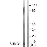 Western blot analysis of extracts from 293 cells, using Sumo1 antibody.Rabbit anti-Human SUMO1 Polyclonal Antibody