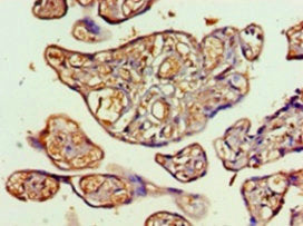 Immunohistochemistry of paraffin-embedded human placenta tissue using the antibody at dilution of 1:100Rabbit anti-Human TALDO1 Polyclonal Antibody