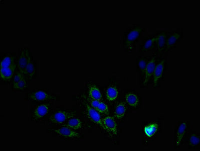 Immunofluorescent analysis of HepG2 cells using PTDSS1 Antibody at dilution of 1:100 and Alexa Fluor 488-congugated AffiniPure Goat Anti-Rabbit IgG(H+L)Rabbit anti-Human PTDSS1 Polyclonal Antibody