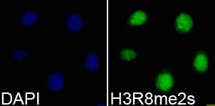 Immunofluorescence analysis of 293T cell using H3R8me2s antibody. Blue: DAPI for nuclear staining.Rabbit anti-Human HIST3H3 Polyclonal Antibody