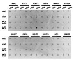 Dot-blot analysis of all sorts of methylation peptides using H3R8me2s antibody.Rabbit anti-Human HIST3H3 Polyclonal Antibody