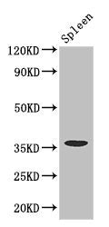 Western Blot | Positive WB detected in: Mouse spleen tissue | All lanes: FCGR2A antibody at 3.4μg/ml | Secondary | Goat polyclonal to rabbit IgG at 1/50000 dilution | Predicted band size: 36, 35 kDa | Observed band size: 36 kDaRabbit anti-Human FCGR2A Polyclonal Antibody