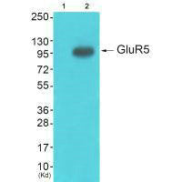 Western blot analysis of extracts from HepG2 cells (Lane 2), using GluR5 antiobdy. The lane on the left is treated with synthesized peptide.Rabbit anti-Human GRIK1 Polyclonal Antibody