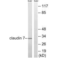 Western blot analysis of extracts from rat liver cells, using Claudin 7 (Ab-210) antibody.Rabbit anti-Human CLDN7 Polyclonal Antibody