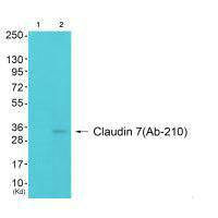 Western blot analysis of extracts from 3T3 cells (Lane 2), using Claudin 7 (Ab-210) antiobdy. The lane on the left is treated with synthesized peptide.Rabbit anti-Human CLDN7 Polyclonal Antibody