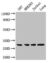 Western Blot | Positive WB detected in: U87 whole cell lysate, HEK293 whole cell lysate, Jurkat whole cell lysate, Mouse lung tissue | All lanes: LASP1 antibody at 4μg/ml | Secondary | Goat polyclonal to rabbit IgG at 1/50000 dilution | Predicted band size: 30, 37, 24 kDa | Observed band size: 30 kDa