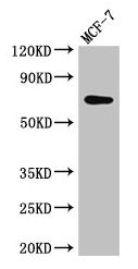 Western Blot  | Positive WB detected in: MCF-7 whole cell lysate  | All lanes: KARS antibody at 2.5µg/ml  | Secondary  | Goat polyclonal to rabbit IgG at 1/50000 dilution  | Predicted band size: 69, 72 kDa  | Observed band size: 69 kDa