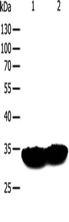 Gel: 12%SDS-PAGE, Lysate: 50 μg, Lane 1-2: Mouse heart tissue, Mouse muscle tissue, Primary antibody: TPM1 Antibody(TPM1 Antibody) at dilution 1/400, Secondary antibody: Goat anti rabbit IgG at 1/8000 dilution, Exposure time: 30 secondsRabbit anti-Human TPM1 Polyclonal Antibody