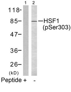 Western blot analysis of extracts from MCF7 cells using HSF1(phospho-Ser303) Antibody(Lane 2) and the same antibody preincubated with blocking peptide(Lane1).Rabbit anti-Human HSF1 Polyclonal Antibody