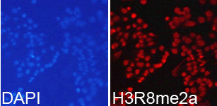 Immunofluorescence analysis of 293T cell using  H3R8me2a antibody. Blue: DAPI for nuclear staining.Rabbit anti-Human HIST3H3 Polyclonal Antibody