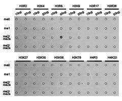 Dot-blot analysis of all sorts of methylation peptides  using H3R8me2a antibody.Rabbit anti-Human HIST3H3 Polyclonal Antibody