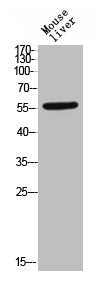 Western Blot analysis of MOUSE-LIVER cells using Phospho-TGFβ RI (S165) Polyclonal AntibodyRabbit anti-Human Phospho-TGFBR1 (S165) Polyclonal Antibody