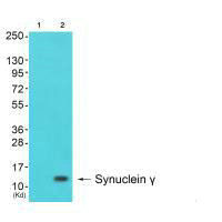 Western blot analysis of extracts from cos-7 cells (Lane 2), using Synuclein γ antiobdy. The lane on the left is treated with synthesized peptide.Rabbit anti-Human SNCG Polyclonal Antibody