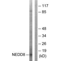 Western blot analysis of extracts from Jurkat cells, using NEDD8 antibody.Rabbit anti-Human NEDD8 Polyclonal Antibody