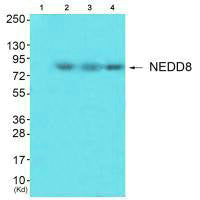 Western blot analysis of extracts from HuvEc cells (Lane 2), JK cells (Lane 3) and cos-7 cells (Lane 4), using NEDD8 antiobdy. The lane on the left is treated with synthesized peptide.Rabbit anti-Human NEDD8 Polyclonal Antibody