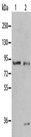 Gel: 8%SDS-PAGE, Lysate: 40 μg, Lane 1-2: Mouse muscle tissue, K562 cells, Primary antibody: BAG3 Antibody(BAG3 Antibody) at dilution 1/350, Secondary antibody: Goat anti rabbit IgG at 1/8000 dilution, Exposure time: 20 seconds