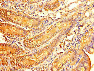 Immunohistochemistry of paraffin-embedded human small intestine tissue using the antibody at dilution of 1:100Rabbit anti-Human ALDOC Polyclonal Antibody