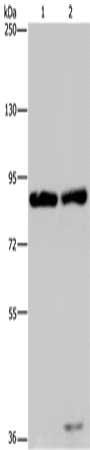 Gel: 6%SDS-PAGE, Lysate: 40 μg, Lane 1-2: Raji cells, K562 cells, Primary antibody: MRE11A Antibody(MRE11A Antibody) at dilution 1/500, Secondary antibody: Goat anti rabbit IgG at 1/8000 dilution, Exposure time: 10 minutes