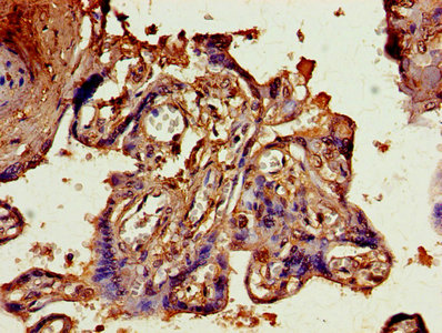 IHC image of ANGPT2 Antibody diluted at 1:800 and staining in paraffin-embedded human placenta tissue performed on a Leica BondTM system. After dewaxing and hydration, antigen retrieval was mediated by high pressure in a citrate buffer (pH 6.0). Section was blocked with 10% normal goat serum 30min at RT. Then primary antibody (1% BSA) was incubated at 4°C overnight. The primary is detected by a biotinylated secondary antibody and visualized using an HRP conjugated SP system.Rabbit anti-Human ANGPT2 Polyclonal Antibody