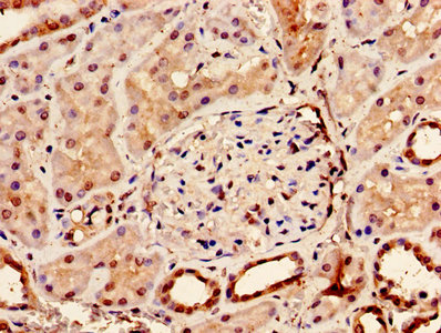 Immunohistochemistry of paraffin-embedded human kidney tissue using BMP7 Antibody at dilution of 1:100