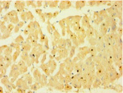 Immunohistochemistry of paraffin-embedded human heart tissue using the antibody at dilution of 1:100