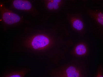 Immunofluorescence staining of methanol-fixed Hela cells using Cyclin B1(phospho-Ser147) Antibody.Rabbit anti-Human CCNB1 Polyclonal Antibody