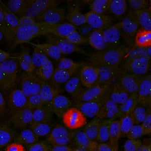 Immunofluorescence staining of methanol-fixed Hela cells using eIF4G(Ab-1232) Antibody.Rabbit anti-Human EIF4G1 Polyclonal Antibody