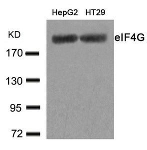 Western blot analysis of extracts from HepG2 and HT29 cells using eIF4G(Ab-1232) Antibody.Rabbit anti-Human EIF4G1 Polyclonal Antibody