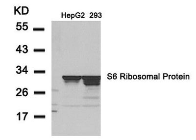 Western blot analysis of extracts from HepG2 and 293 cells using S6 Ribosomal Protein(Ab-235) Antibody.Rabbit anti-Human RPS6 Polyclonal Antibody
