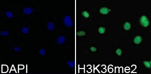 Immunofluorescence analysis of 293T cell using H3K36me2 antibody. Blue: DAPI for nuclear staining.Rabbit anti-Human HIST3H3 Polyclonal Antibody