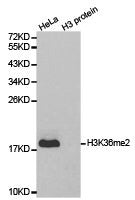 Western blot analysis of extracts of HeLa cell line and H3 protein expressed in E.coli., using H3K36me2 antibody.Rabbit anti-Human HIST3H3 Polyclonal Antibody