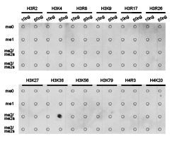 Dot-blot analysis of all sorts of methylation peptides using H3K36me2 antibody.Rabbit anti-Human HIST3H3 Polyclonal Antibody