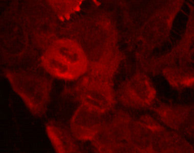 Immunofluorescence staining of methanol-fixed Hela cells using MEK-2(Phospho-Thr394) Antibody.