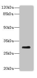 Western blot  | All lanes: PROCR antibody at 2µg/ml + Mouse lung tissue  | Secondary  | Goat polyclonal to rabbit at 1/10000 dilution  | Predicted band size: 27 kDa  | Observed band size: 27 kDaRabbit anti-Human PROCR Polyclonal Antibody