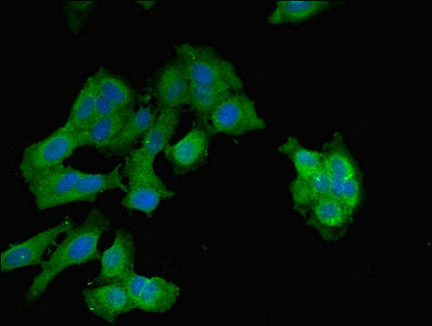 Immunofluorescent analysis of Hela cells using EPO Antibody at dilution of 1:100 and Alexa Fluor 488-congugated AffiniPure Goat Anti-Rabbit IgG(H+L)Rabbit anti-Human EPO Polyclonal Antibody