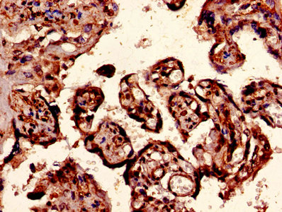 Immunohistochemistry of paraffin-embedded human placenta tissue using the antibody at dilution of 1:100Rabbit anti-Human EPO Polyclonal Antibody