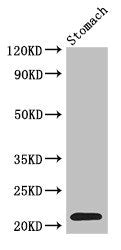 Western Blot | Positive WB detected in: Mouse stomach tissue | All lanes: IFN-alpha antibody at 3μg/ml | Secondary | Goat polyclonal to rabbit IgG at 1/50000 dilution | predicted band size: 22 kDa | observed band size: 22 kDaRabbit anti-Human IFNA2 Polyclonal Antibody