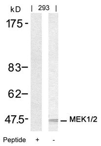 Western blot analysis of extracts from 293 cells using MEK1/MEK2(Ab-217/221) Antibody and the same antibody preincubated with blocking peptide.