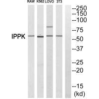 Western blot analysis of extracts from RAW cells,K562 cells, LOVO cells and 3T3 cells, using IPPK antiobdy.