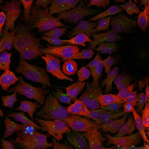 Immunofluorescence staining of methanol-fixed Hela cells using CDC2(Ab-15) Antibody.Rabbit anti-Human CDK1 Polyclonal Antibody