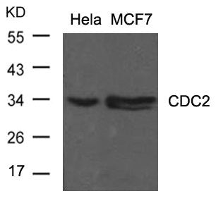 Western blot analysis of extracts from Hela and MCF cells using CDC2(Ab-15) Antibody.Rabbit anti-Human CDK1 Polyclonal Antibody
