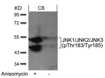 Western blot analysis of extracts from C6 cells untreated or treated with anisomycin using JNK1/JNK2/JNK3(phospho-Thr183/Tyr185) Antibody.
