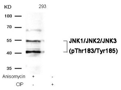 Western blot analysis of extracts from 293 cells, treated with Anisomycin or calf intestinal phosphatase (CIP), using JNK1/JNK2/JNK3 (phospho-Thr183/Tyr185) Antibody.Rabbit anti-Human MAPK8/MAPK9/MAPK10 Polyclonal Antibody