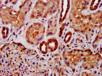 IHC image of MIF Antibody diluted at 1:400 and staining in paraffin-embedded human kidney tissue performed on a Leica BondTM system. After dewaxing and hydration, antigen retrieval was mediated by high pressure in a citrate buffer (pH 6.0). Section was blocked with 10% normal goat serum 30min at RT. Then primary antibody (1% BSA) was incubated at 4°C overnight. The primary is detected by a biotinylated secondary antibody and visualized using an HRP conjugated SP system.