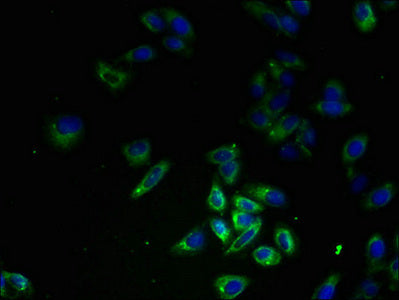 Immunofluorescent analysis of HepG2 cells using FPR1 Antibody at dilution of 1:100 and Alexa Fluor 488-congugated AffiniPure Goat Anti-Rabbit IgG(H+L)Rabbit anti-Human FPR1 Polyclonal Antibody