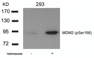 Western blot analysis of extracts from 293 cells untreated or treated with Hydroxyurea using MDM2(phospho-Ser166) Antibody.
