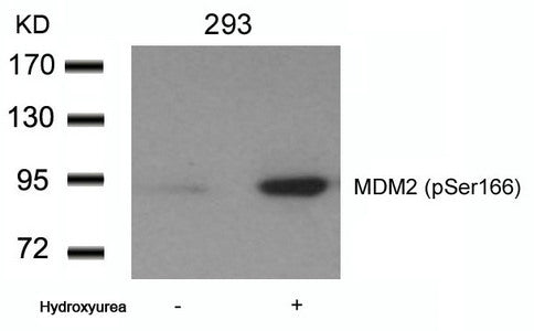 Western blot analysis of extracts from 293 cells untreated or treated with Hydroxyurea using MDM2(phospho-Ser166) Antibody.