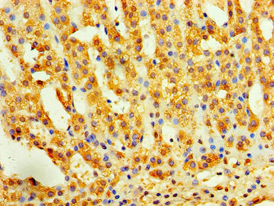 Immunohistochemistry of paraffin-embedded human adrenal gland tissue using INHBA Antibody at dilution of 1:100